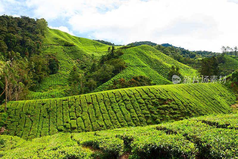 茶园的山丘