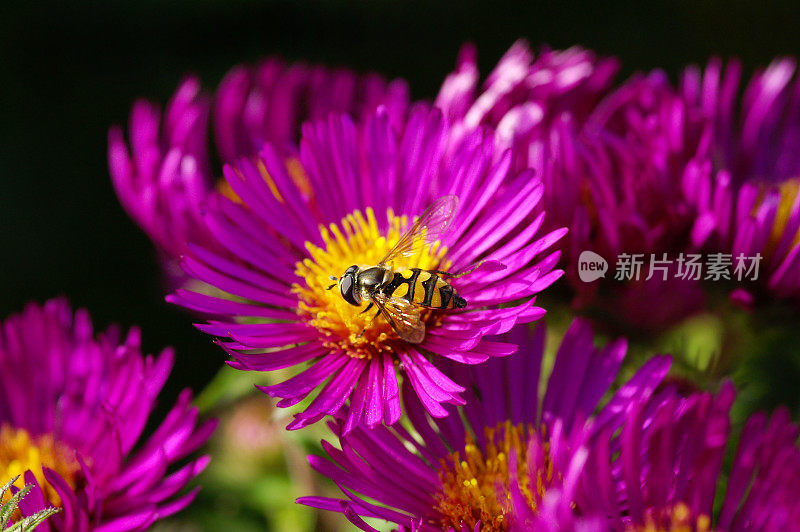 飘浮在紫花雏菊上