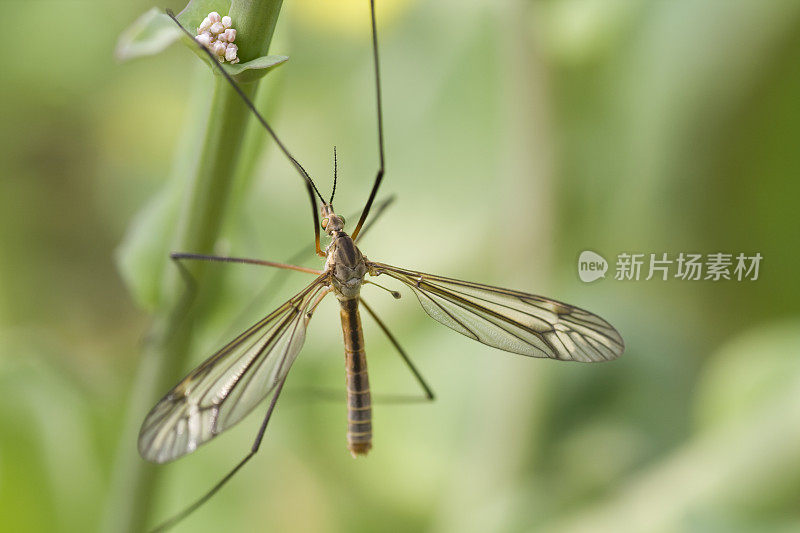 Cranefly(反正最大值)