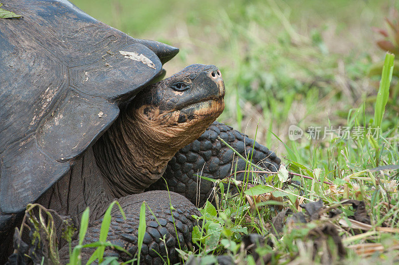 加拉帕戈斯群岛圣克鲁斯岛的巨龟
