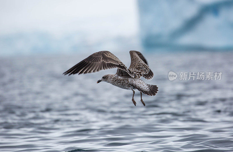 南极洲:达莫角的南极贼鸥