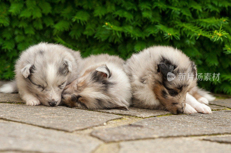 5周大的设得兰牧羊犬幼犬正在睡觉