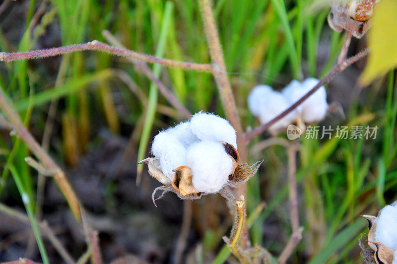 棉花地里