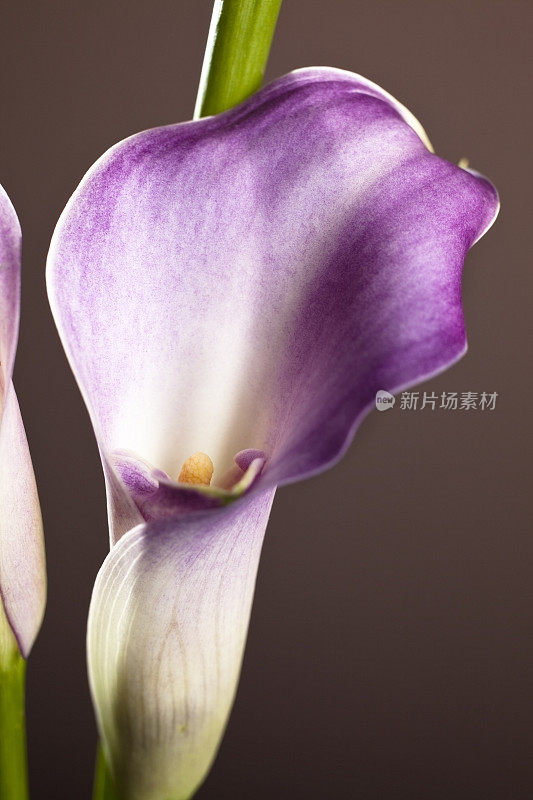近距离的紫色马蹄莲花