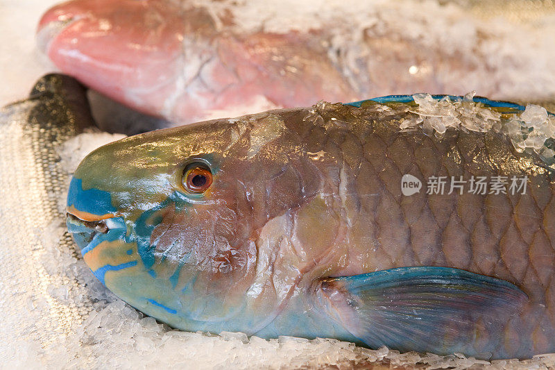 海鲜市场的鹦嘴鱼