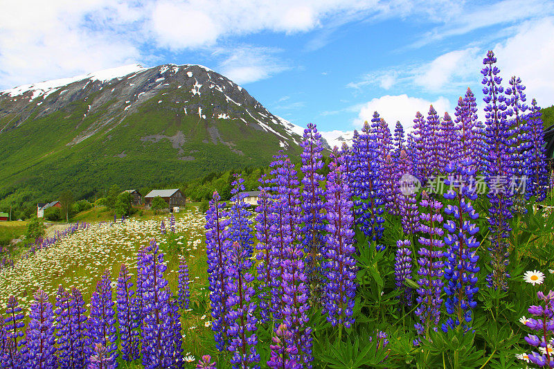 挪威，北欧国家，羽扇豆乡，草地和天空