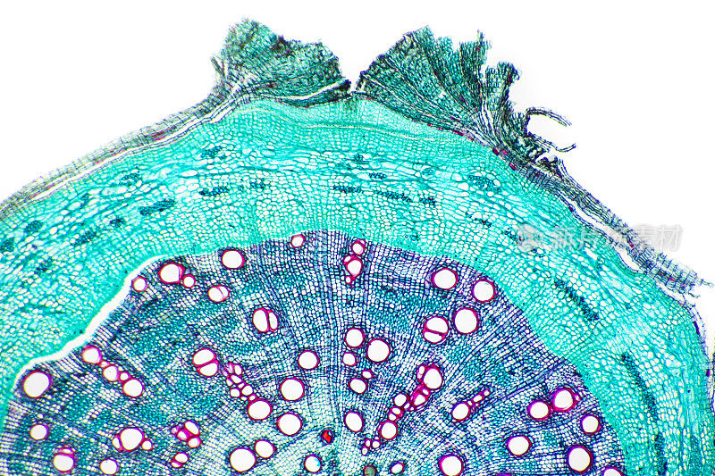 植物组织显微摄影-松树茎组织