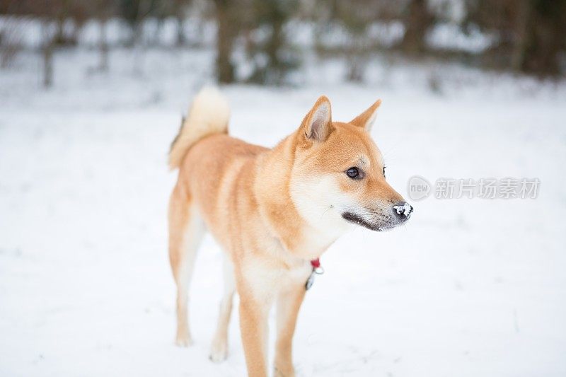 美丽的柴犬在冬天