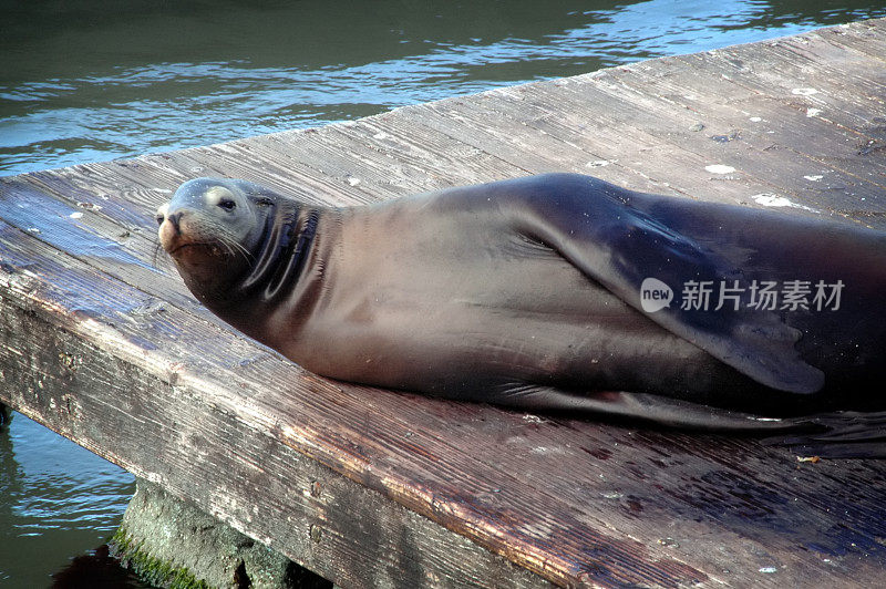 海狮在晒太阳