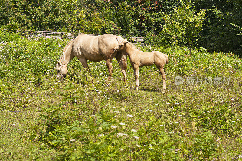 帕洛米诺母马和小马驹