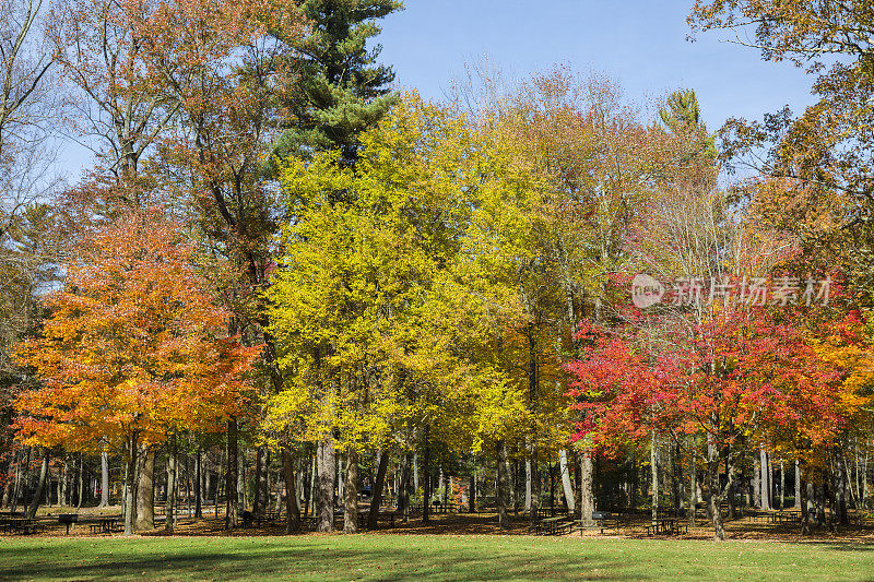色彩斑斓的秋树遮蔽着宁静的野餐场地