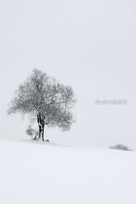 一棵树在一个雪覆盖的领域在仲冬