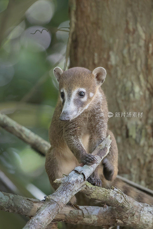 危地马拉热带雨林中的白鼻浣熊宝宝