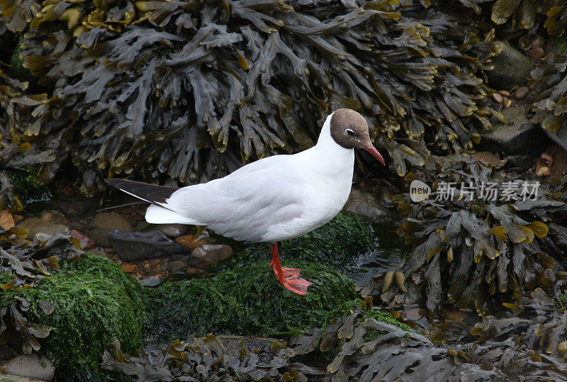 黑人领导的海鸥