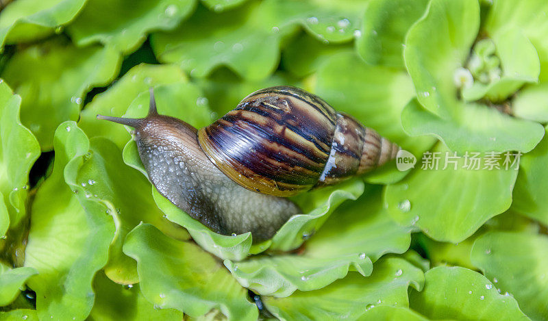 蜗牛在水迹叶