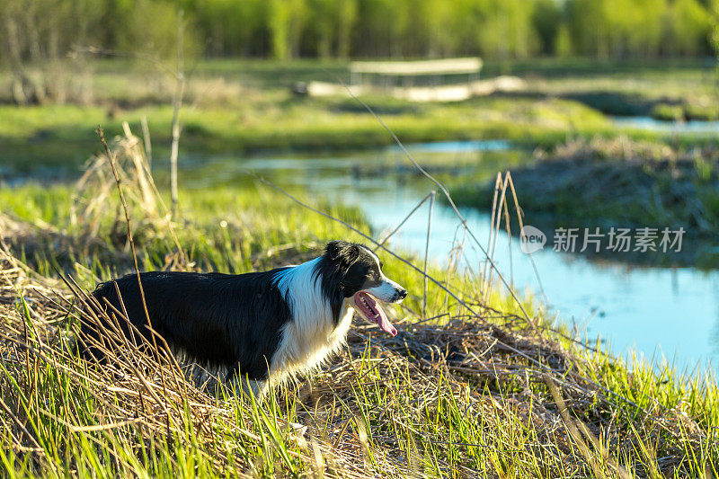 边境牧羊犬看着河