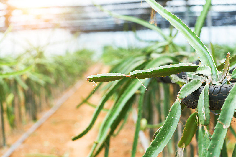 火龙果花蕾绽放，火龙果在温室里绽放