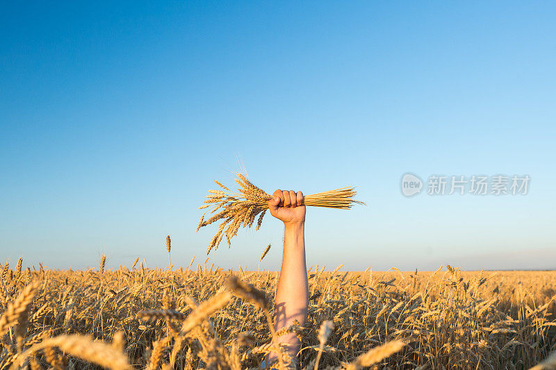 在蓝天和麦田的背景下，男性的手拿着成熟的金色的小麦球果