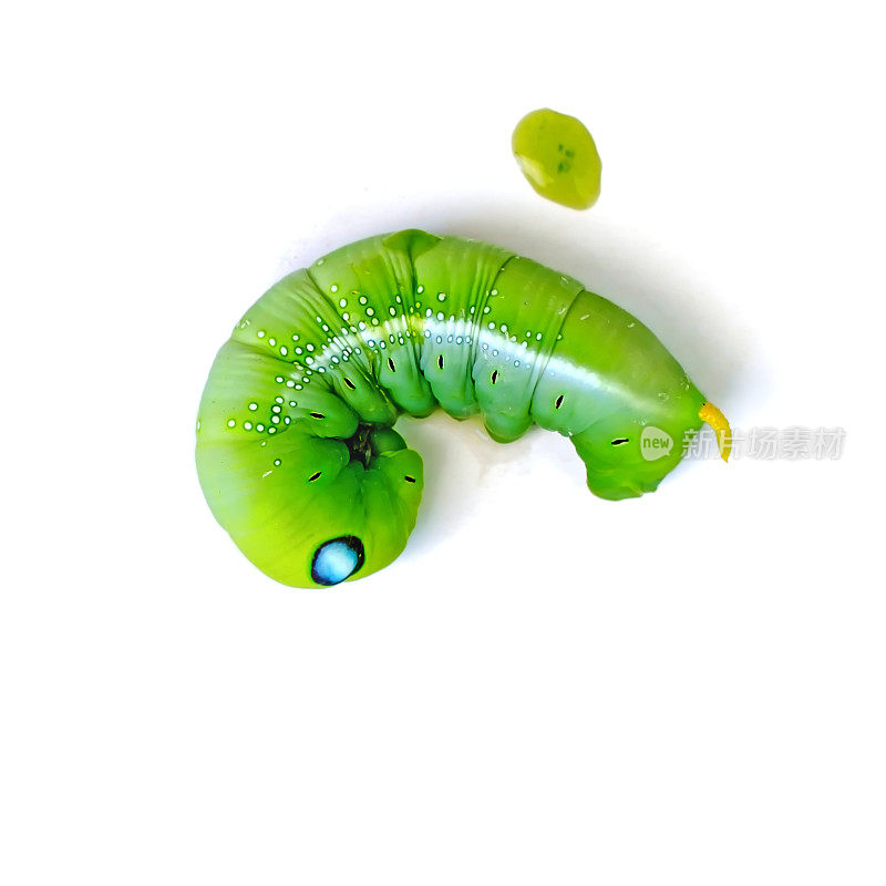 白色背景上的绿蝴蝶虫(食叶毛虫)