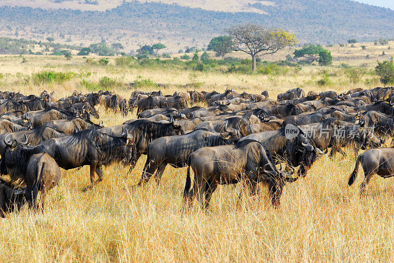 大迁徙，非洲野生动物