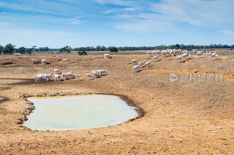 澳大利亚的绵羊农场
