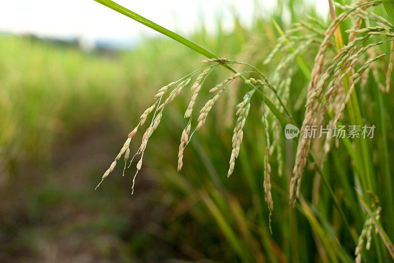 近距离观察黄绿色的稻田
