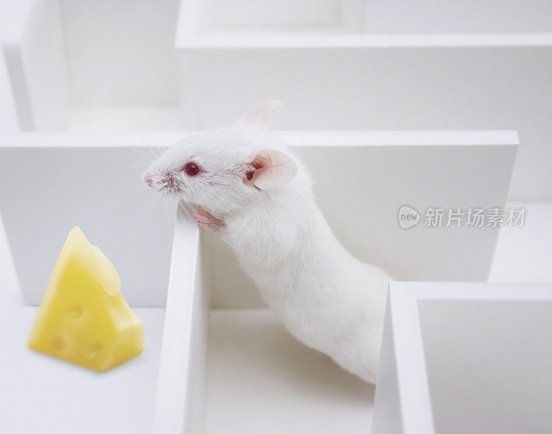 一只老鼠在墙上看着一块奶酪