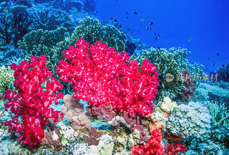 斐济塔汶尼海岸的软珊瑚