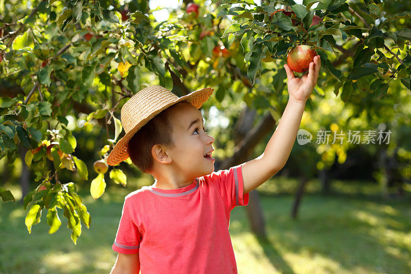 快乐的小男孩在摸苹果