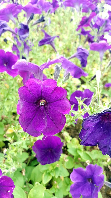 紫色的佩妮鲜花
