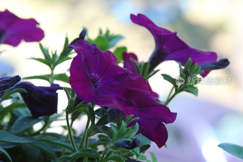 夏日花园里的紫罗兰