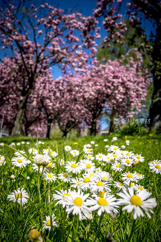 日本樱桃树上的雏菊花和樱花