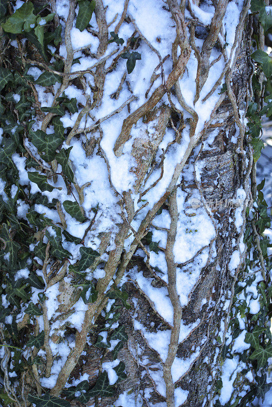 在常春藤树干之间的雪