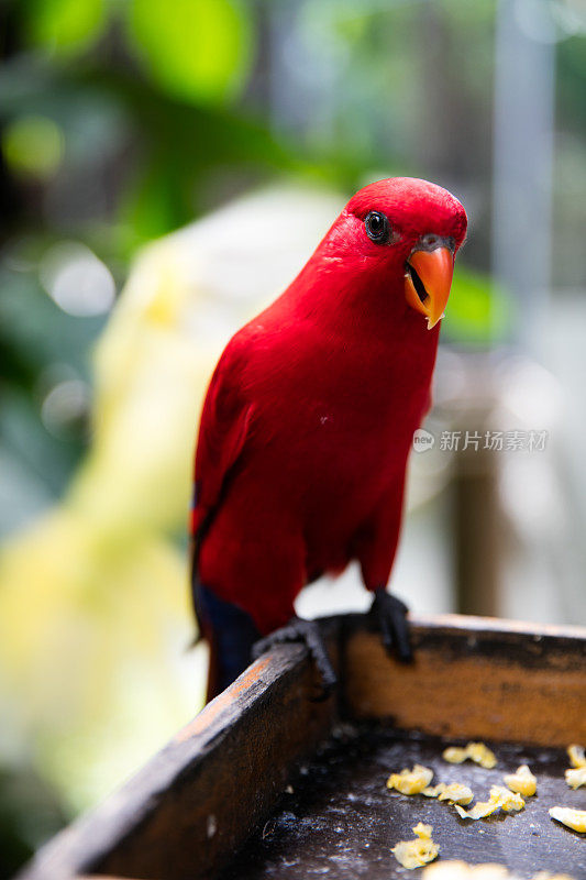 美丽的红鸟