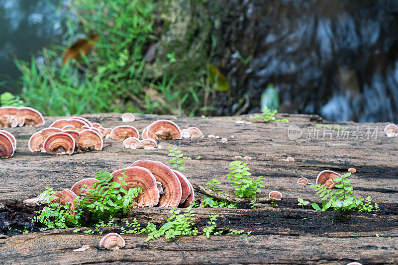 近距离拍摄的蘑菇上的木材