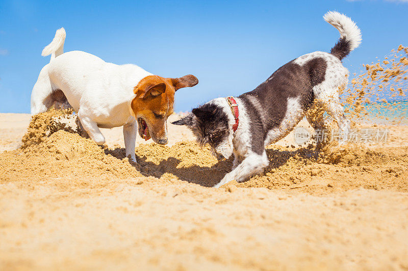 狗在沙滩上挖洞