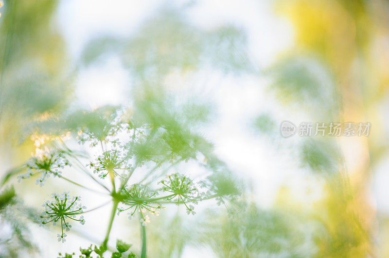 龙舌兰花，羊角草
