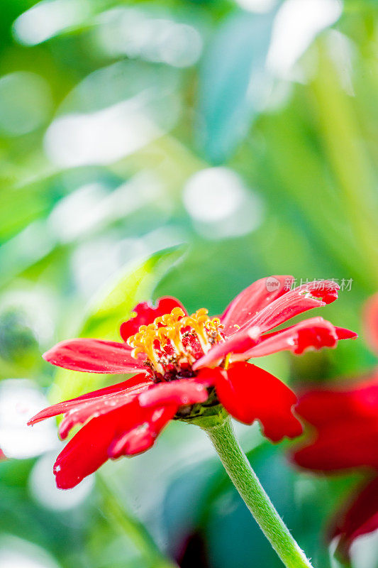 百日菊和芙蓉