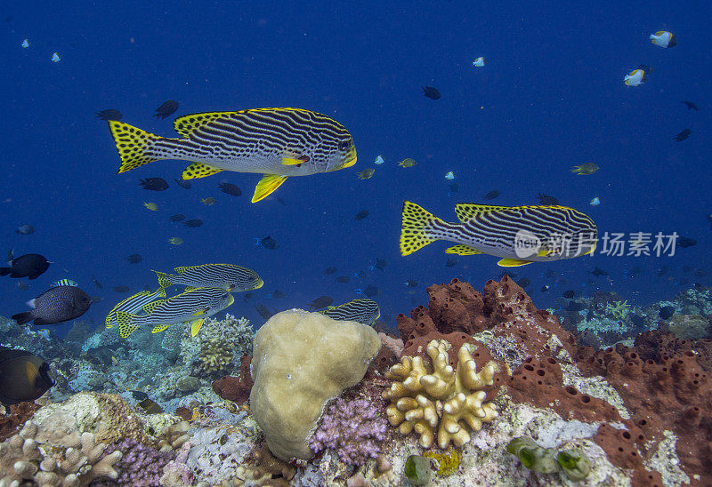 咸水鱼和珊瑚礁