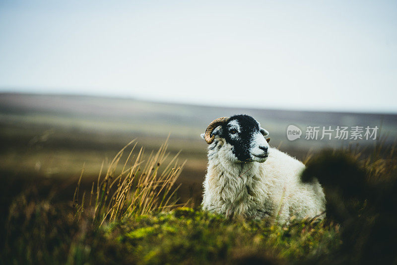 Stanage羊