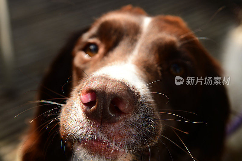 施普林格猎犬