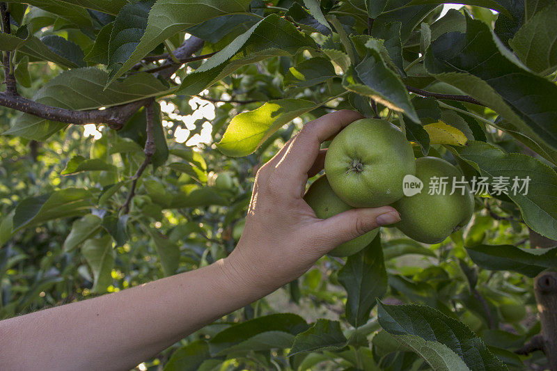 手里拿着苹果