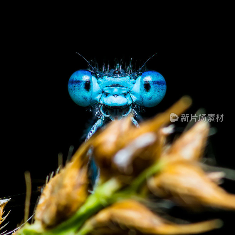 黑色背景上有趣的微笑蓝色蜻蜓昆虫