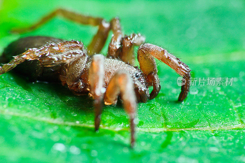 深棕色蜘蛛微距照片上的绿色叶子