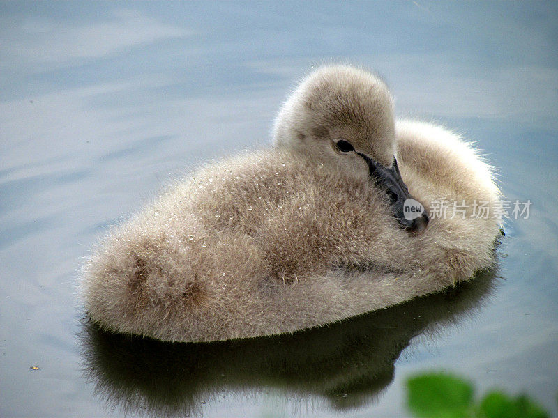 水面上的小天鹅。小天鹅在池塘里休息。可爱的鸟宝宝