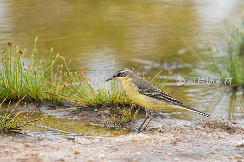东部黄鹡钩，小型雀形目鸟类，黄色站立在湿地上