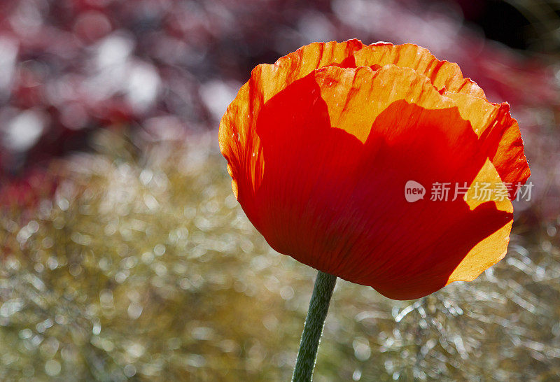 大而独特的花朵