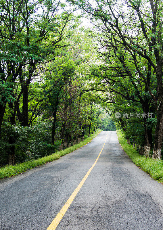 穿过森林的乡间小路