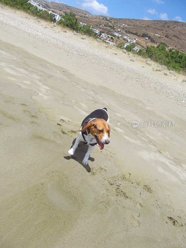 海边的小猎犬