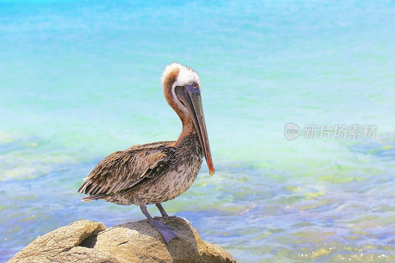 站在加勒比海碧绿的热带海滩上的鹈鹕水鸟